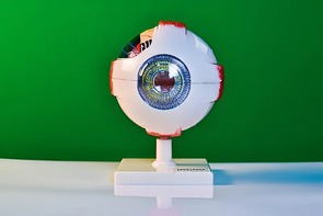 Модель глаза - fgospostavki.ru - Апрелевка