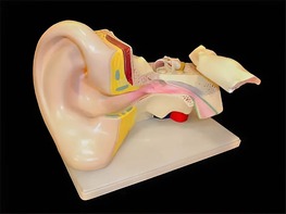 Модель уха - fgospostavki.ru - Апрелевка