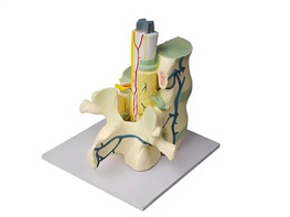 Модель части позвоночника человека - fgospostavki.ru - Апрелевка