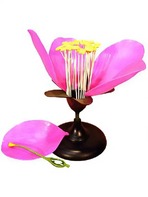 Модель цветка яблони - fgospostavki.ru - Апрелевка