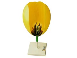 Модель цветка тюльпана - fgospostavki.ru - Апрелевка