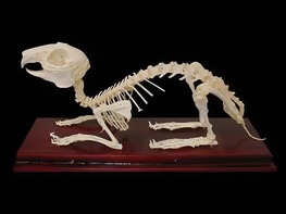 Скелет кролика - fgospostavki.ru - Апрелевка