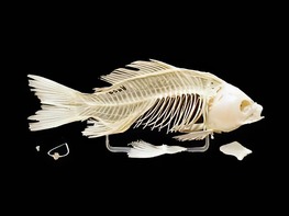 Скелет костистой рыбы - fgospostavki.ru - Апрелевка