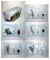 Коллекция "Голосеменные растения" - fgospostavki.ru - Апрелевка