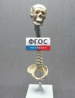 Модель "Позвоночник с черепом и тазом" - fgospostavki.ru - Апрелевка