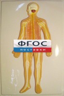 Модель барельефная "Нервная система человека" - fgospostavki.ru - Апрелевка