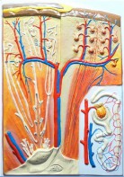 Модель барельефная "Почка" (макро-микростроение) - fgospostavki.ru - Апрелевка