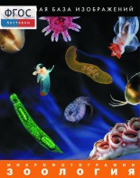 Зоология. Микрофотографии. (Цифровая база изображений) - fgospostavki.ru - Апрелевка