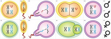 Модель-аппликация Гаметогенез у человека и млекопитающих - fgospostavki.ru - Апрелевка