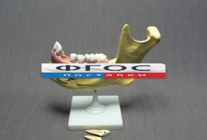 Модель "Челюсть разборная" - fgospostavki.ru - Апрелевка