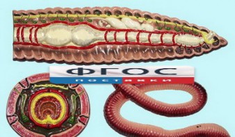 Модель барельефная "Внутреннее строение дождевого червя" - fgospostavki.ru - Апрелевка