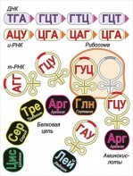 Модель-аппликация Биосинтез белка - fgospostavki.ru - Апрелевка