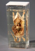 Влажный препарат "Внутреннее строение крысы" - fgospostavki.ru - Апрелевка