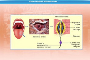 Интерактивные курсы. Биология 10 класс. Расширенный. - fgospostavki.ru - Апрелевка