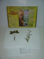 Гербарий "Лекарственные растения" (20 видов) - fgospostavki.ru - Апрелевка