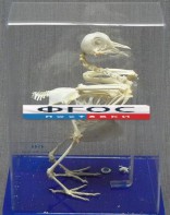 Скелет голубя - fgospostavki.ru - Апрелевка