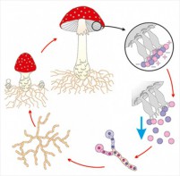 Модель-аппликация Размножение шляпочного гриба - fgospostavki.ru - Апрелевка