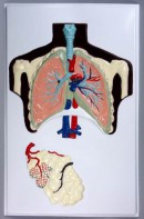 Модель барельефная "Строение легких" - fgospostavki.ru - Апрелевка