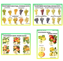 Плакаты ПРОФТЕХ "Ассортимент плодово-ягодных культур" (19 пл, винил, 70х100) - fgospostavki.ru - Апрелевка