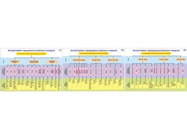 Плакаты ПРОФТЕХ "Ассортимент продовольственных товаров" (3 пл, винил, 70х100) - fgospostavki.ru - Апрелевка