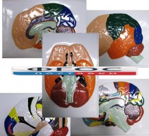 Модель барельефная "Доли, извилины, цитоархитектонические поля головного мозга" (5 планшетов) - fgospostavki.ru - Апрелевка