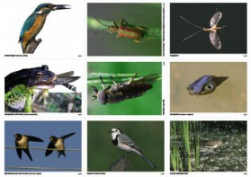 Комплект таблиц Природные зоны России. Сообщества (комплект 18 таблиц) - fgospostavki.ru - Апрелевка