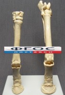 Скелет конечности лошади (передняя и задняя) на подставке - fgospostavki.ru - Апрелевка