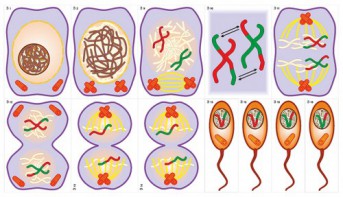 Модель-аппликация Деление клетки. Митоз и мейоз - fgospostavki.ru - Апрелевка