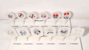 Модель "Митоз и мейоз клетки" - fgospostavki.ru - Апрелевка