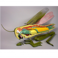 Модель "Кузнечик" - fgospostavki.ru - Апрелевка