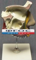 Модель "Разрез носоглотки" - fgospostavki.ru - Апрелевка