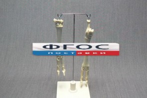 Скелет конечности овцы (передняя и задняя) на подставке - fgospostavki.ru - Апрелевка