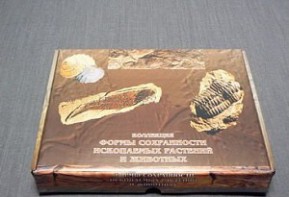 Коллекция "Формы сохранности ископаемых растений и животных" - fgospostavki.ru - Апрелевка