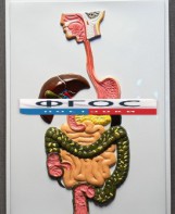 Модель барельефная "Пищеварительный тракт" - fgospostavki.ru - Апрелевка