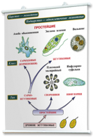 Плакаты по биологии для оформления кабинета. - fgospostavki.ru - Апрелевка