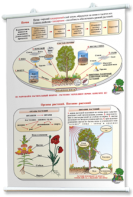 Плакаты по природоведению 2-3 классы. Для оформления кабинета. - fgospostavki.ru - Апрелевка