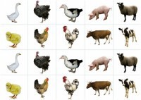 Комплект карточек "Запоминай, играй, считай" - Домашние животные - fgospostavki.ru - Апрелевка