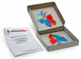 Модель-аппликация "Этапы эволюции сердца у позвоночных" (набор из 4 карт) - fgospostavki.ru - Апрелевка