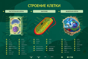 Электрифицированный стенд "Строение клетки" с маркерными полями - fgospostavki.ru - Апрелевка
