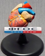 Модель "Сердце" (лабораторная) - fgospostavki.ru - Апрелевка