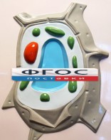 Модель барельефная "Растительная клетка" - fgospostavki.ru - Апрелевка