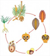 Модель-аппликация Размножение сосны - fgospostavki.ru - Апрелевка