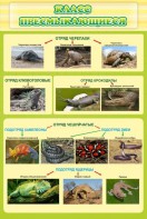 Стенд "Класс пресмыкающиеся" - fgospostavki.ru - Апрелевка