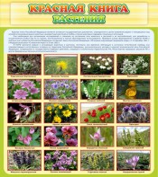 Стенд "Красная книга - растения" - fgospostavki.ru - Апрелевка