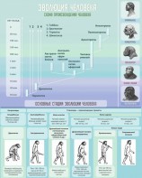 Стенд "Эволюция человека" Вариант 1 - fgospostavki.ru - Апрелевка