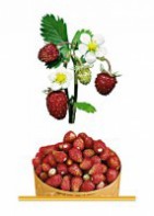 Комплект карточек "Запоминай, играй, считай" - Ягоды - fgospostavki.ru - Апрелевка