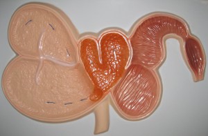 Модель барельефная "Желудок жвачного животного" - fgospostavki.ru - Апрелевка