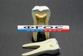 Модель "Строение зуба" - fgospostavki.ru - Апрелевка