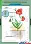 Комплект таблиц. Биология. Общее знакомство с цветковыми растениями. - fgospostavki.ru - Апрелевка