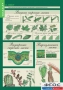 Комплект таблиц. Биология 6 класс. Растения, грибы, лишайники - fgospostavki.ru - Апрелевка